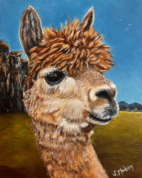 I am an Alpaca